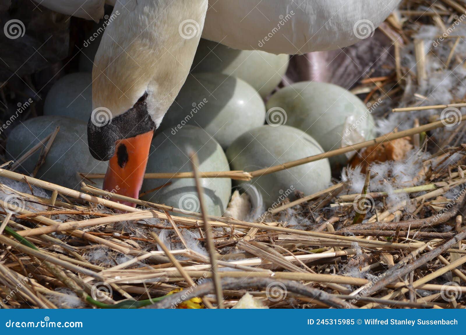 Mute swan turning eggs stock image. Image of lake, black 245315985