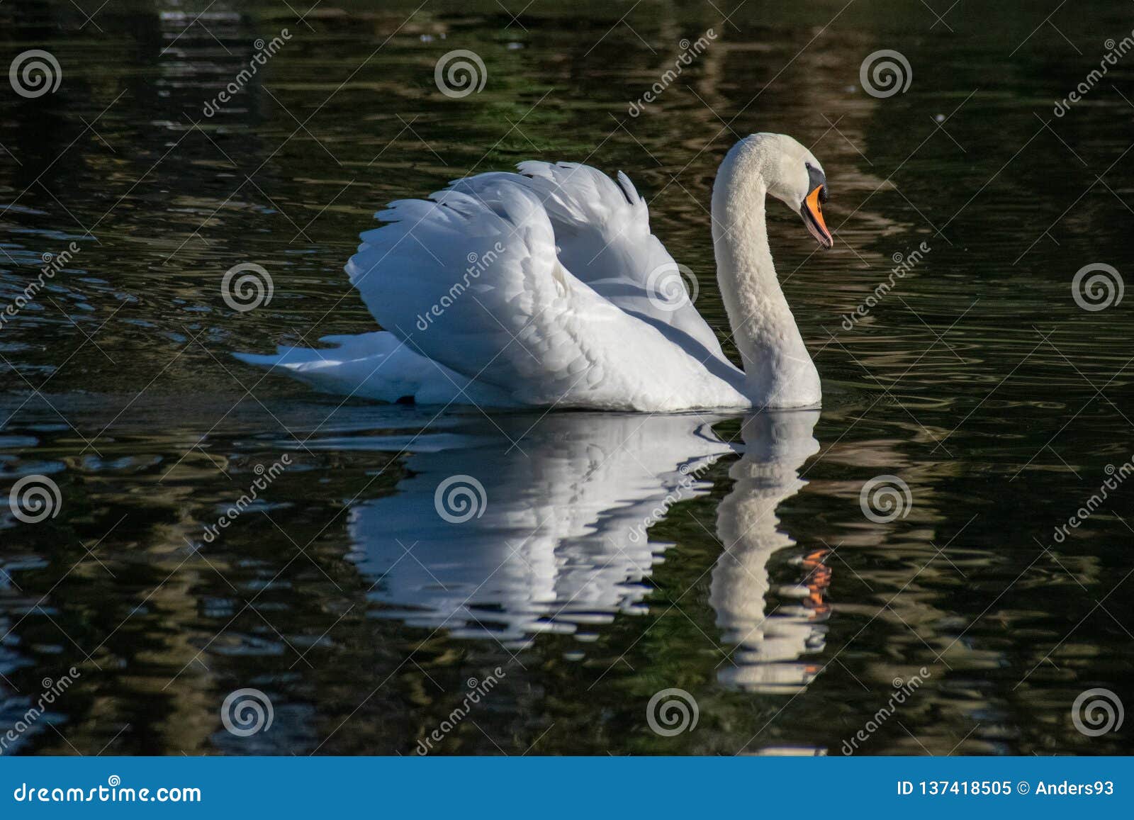 mute swan reflection winter adult mute swan showing agression busking pose reflection still lake 137418505