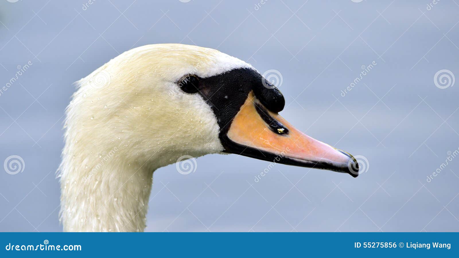 Mute Swan stock photo. Image of swan, lakes, decoration 55275856