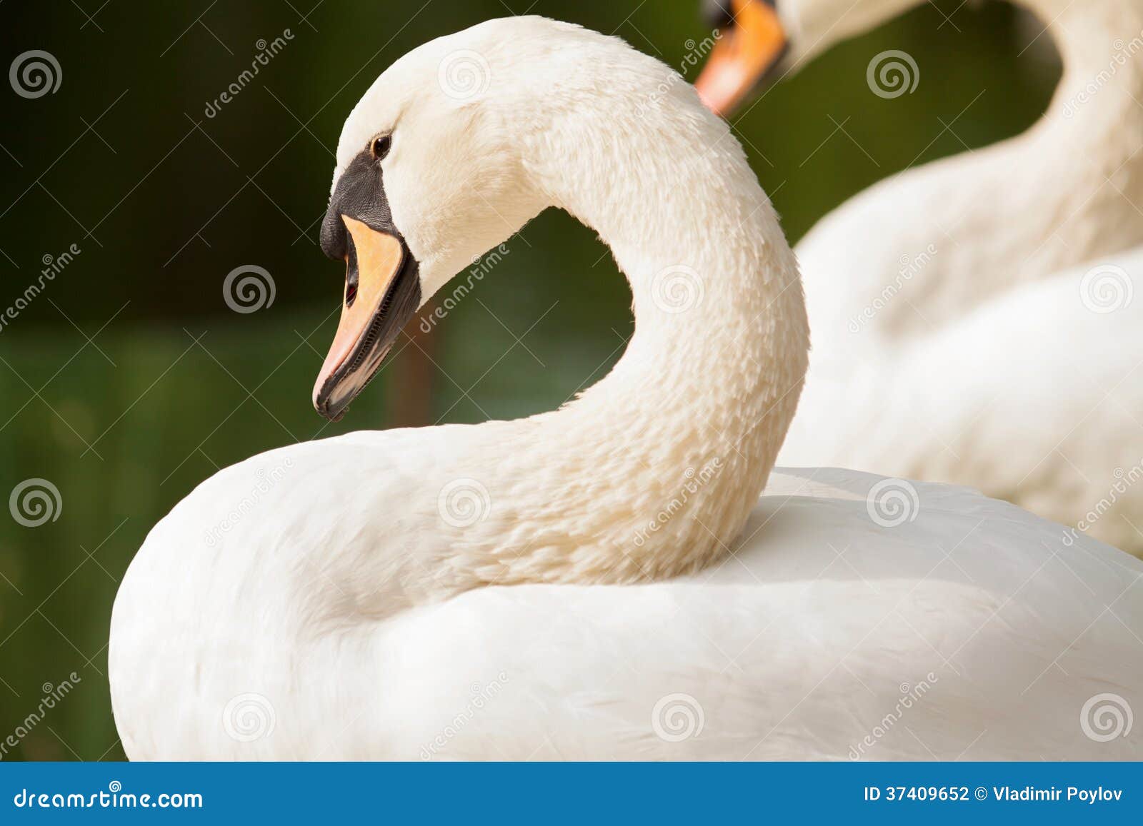 Mute swan stock photo. Image of neck, majestic, swan 37409652