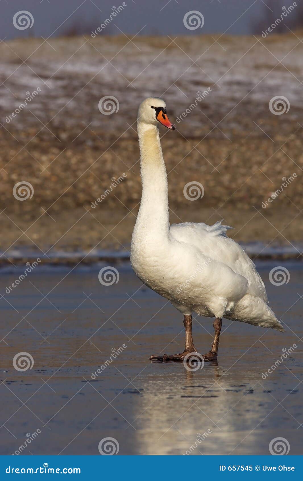 mute swan standing on ice 3.