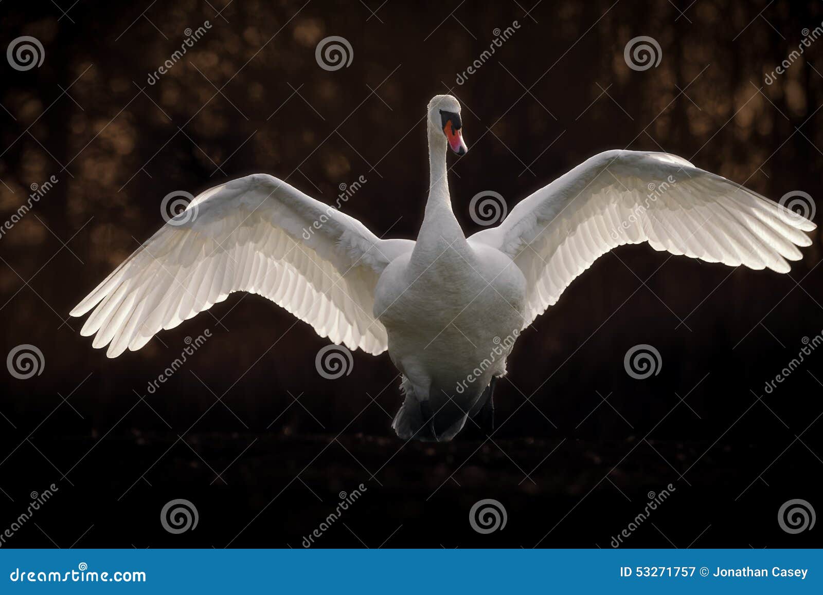 mute swan with wings spread