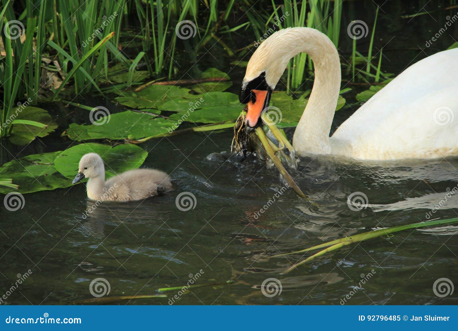 Mute swan with young one. stock image. Image of beast 92796485