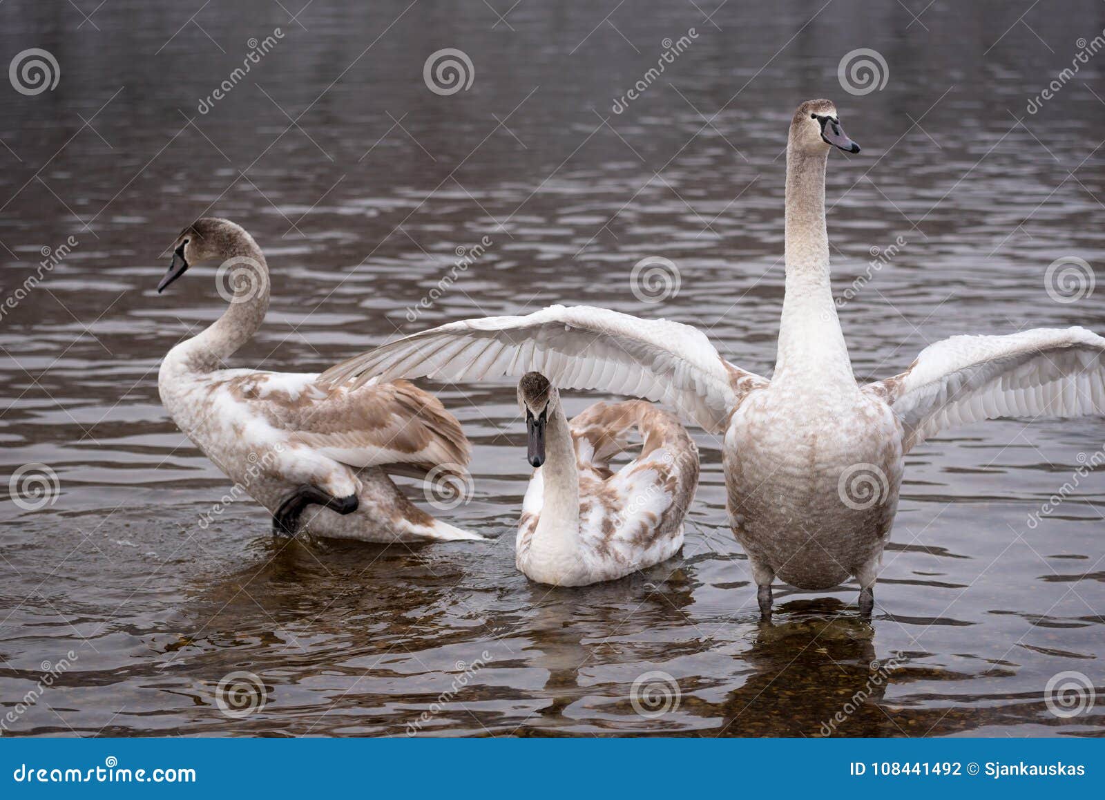 mute swans, grown-up cygnet stretching its wings to defend itself