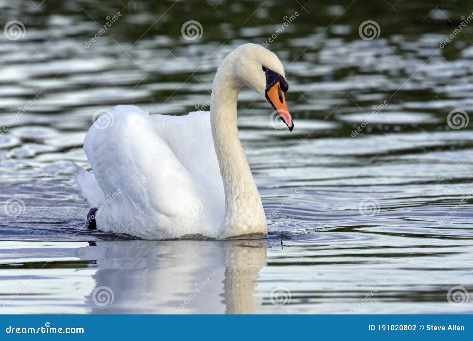 mute swans - cygnus olor