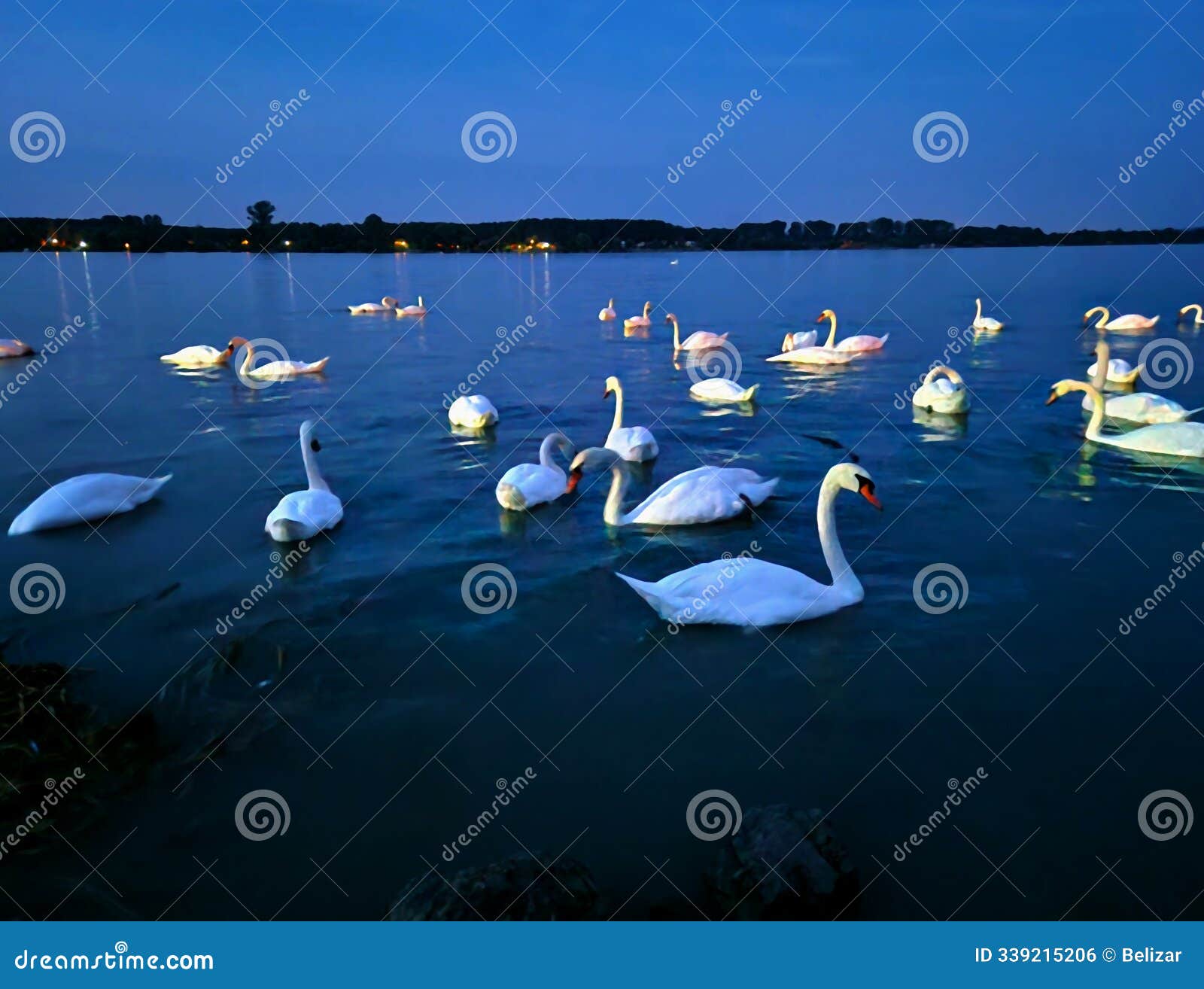 mute swans on the danube river at night in beograd