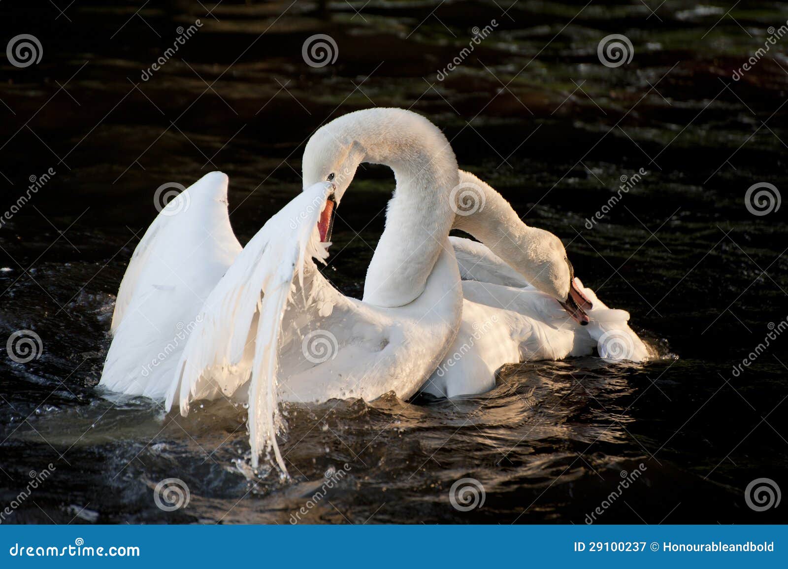 Mute Swans Display Aggressive and Tender Behaviour during Mating Stock