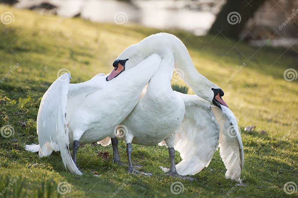 Mute Swans Display Aggressive and Tender Behaviour during Mating Stock