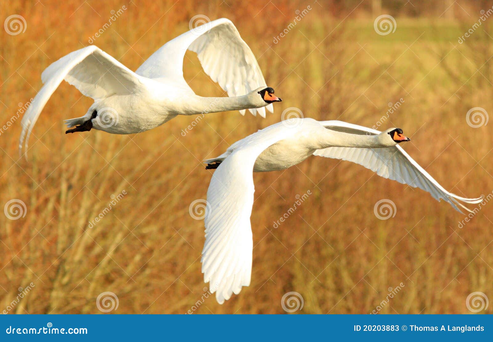 mute swans in flight