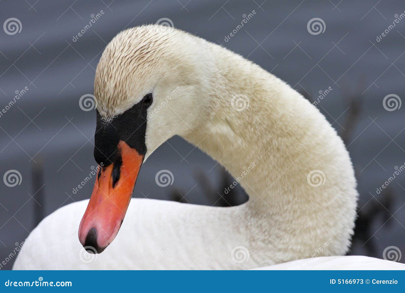 Mute Swans head and neck stock image. Image of beautiful 5166973