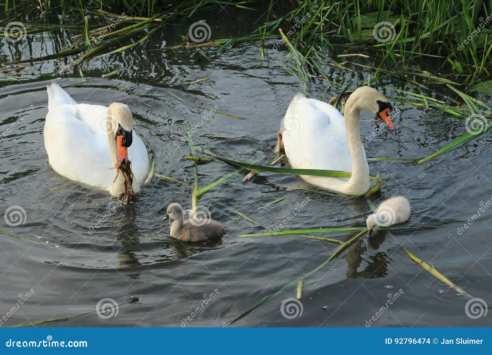 Mute Swans with Young Ones. Stock Photo Image of feather, animal