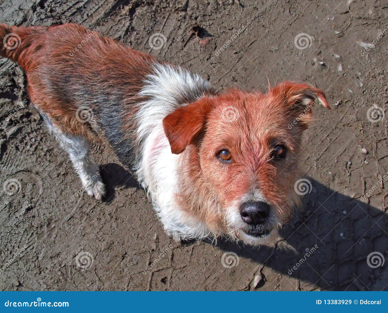 Mutt dog stock image. Image of mammal, muzzle, fauna - 13383929