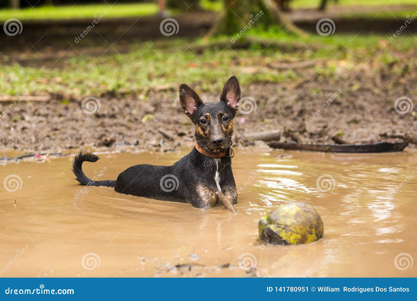 mutt puddles mutt puddles