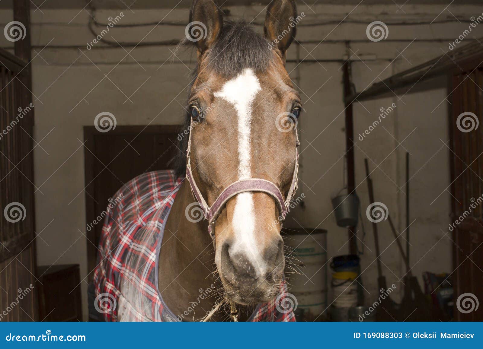 Muzzle of a Bay Horse, Which Stands at the Junctions in the Stable