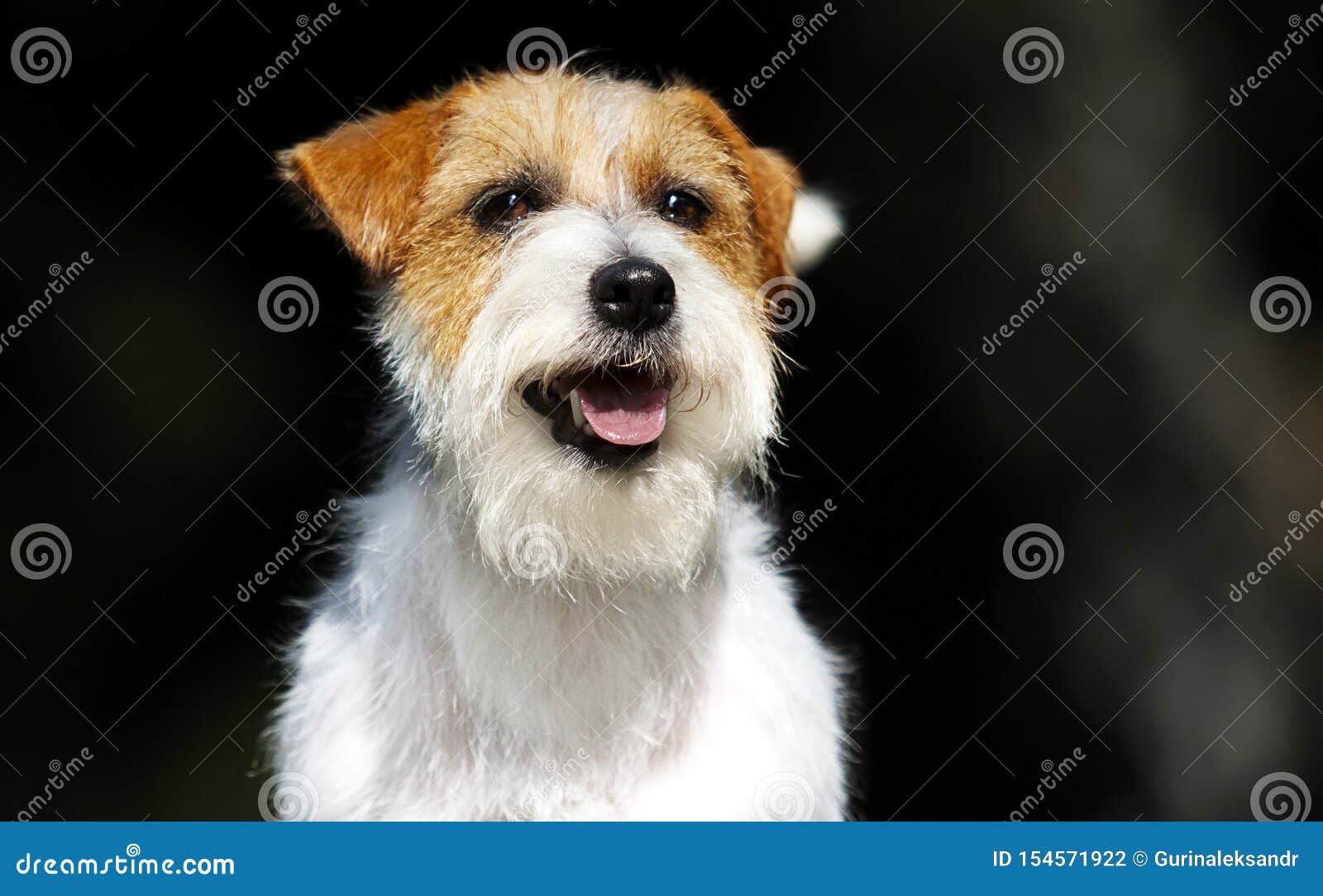Muzzle Dog Jack Russell Terrier Stock Photo Image of looking, cute