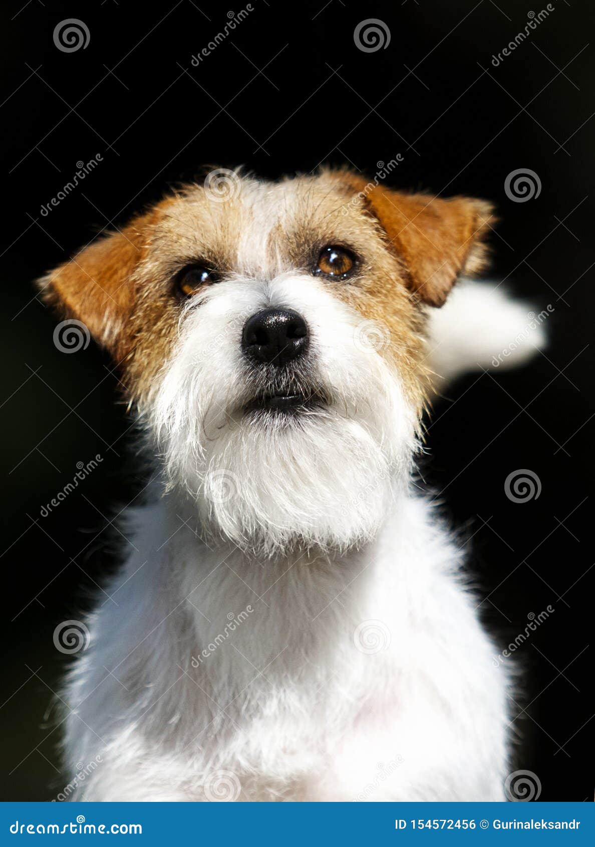 Muzzle Dog Jack Russell Terrier Foto de archivo Imagen de mejor