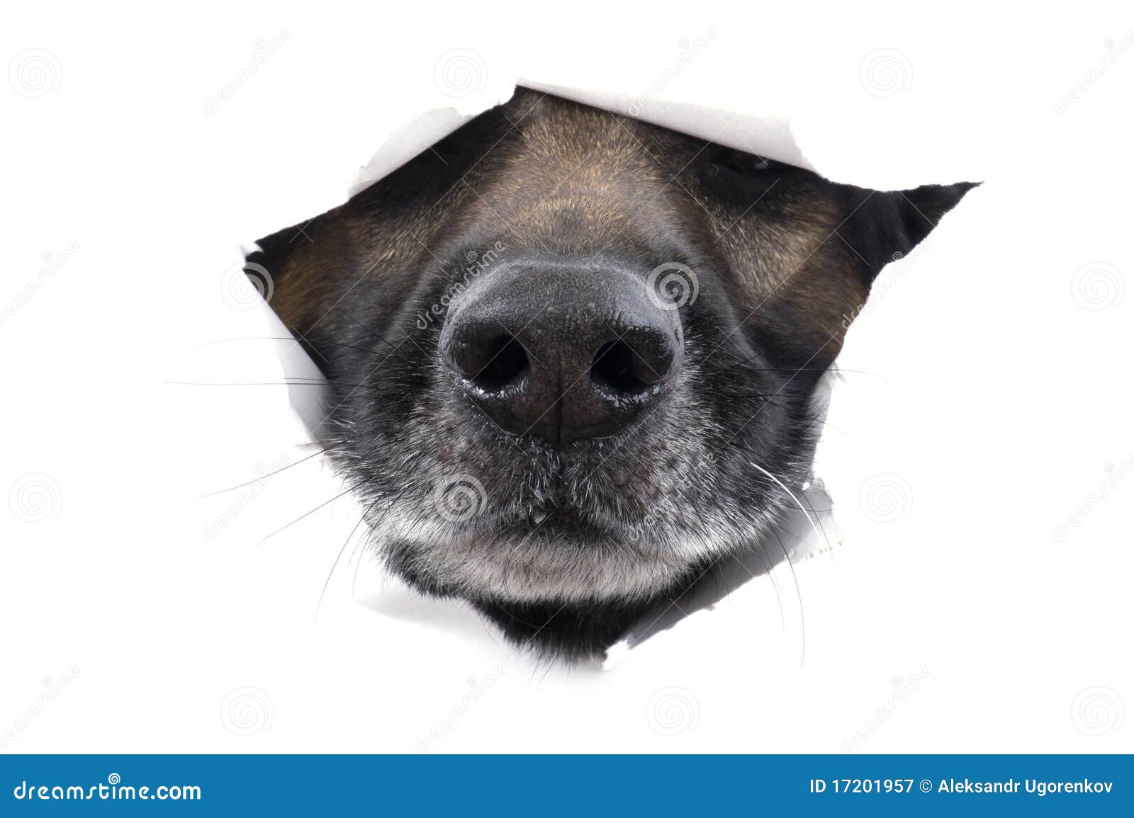 Muzzle dog on white stock image. Image of showing, concept 17201957
