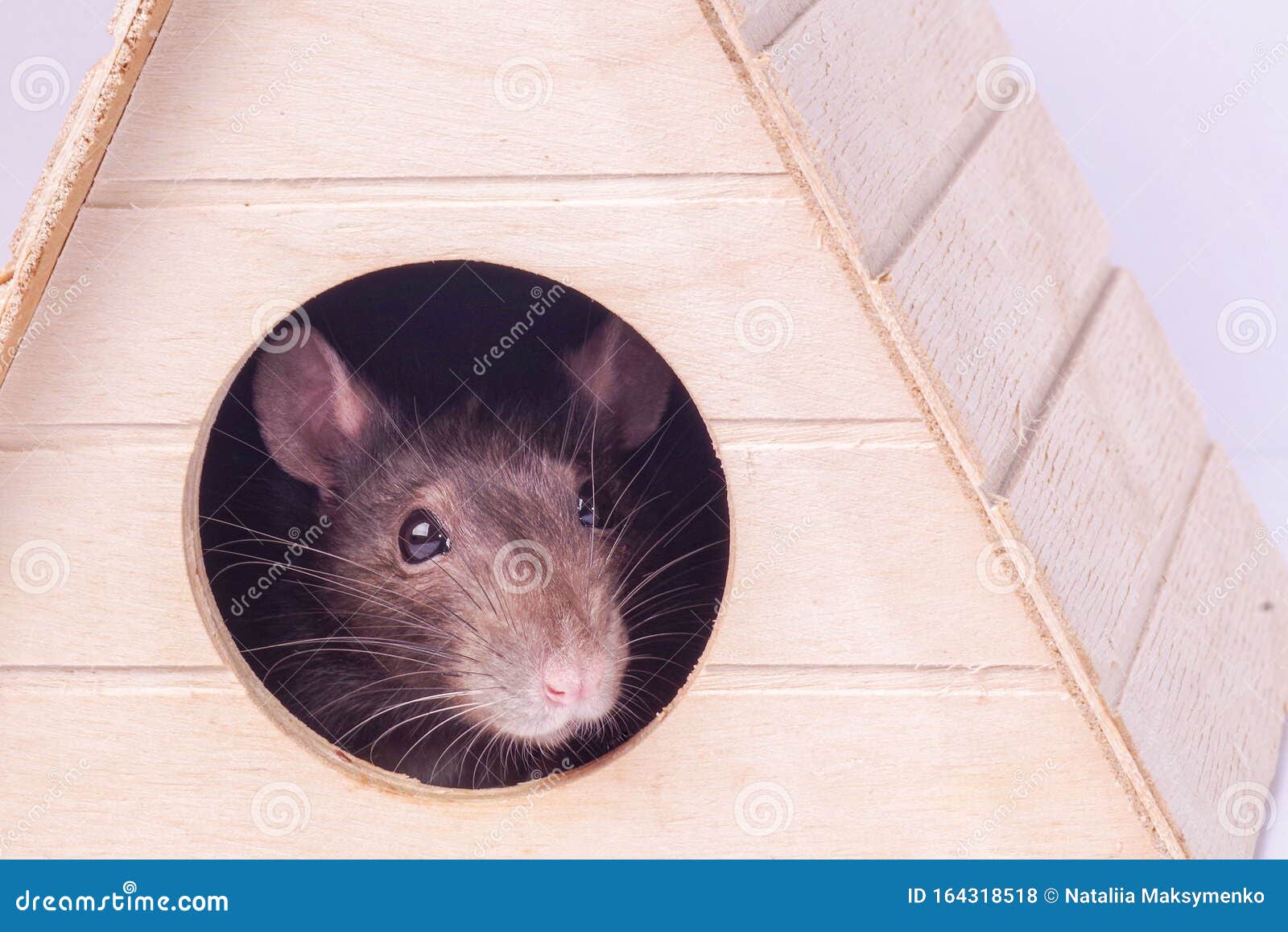 Muzzle Einer Grauen Ratte Ratte Im Haus Die Maus Sieht In