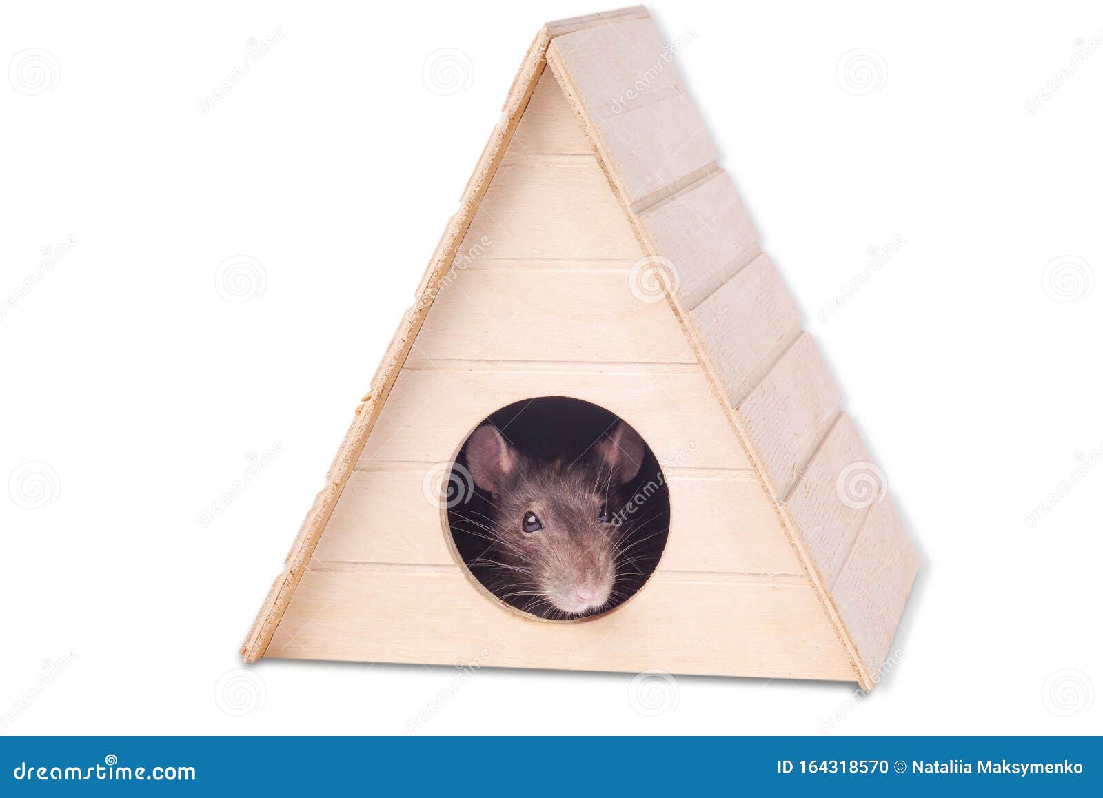 Muzzle Einer Grauen Ratte Ratte Im Haus Die Maus Sieht In ...
