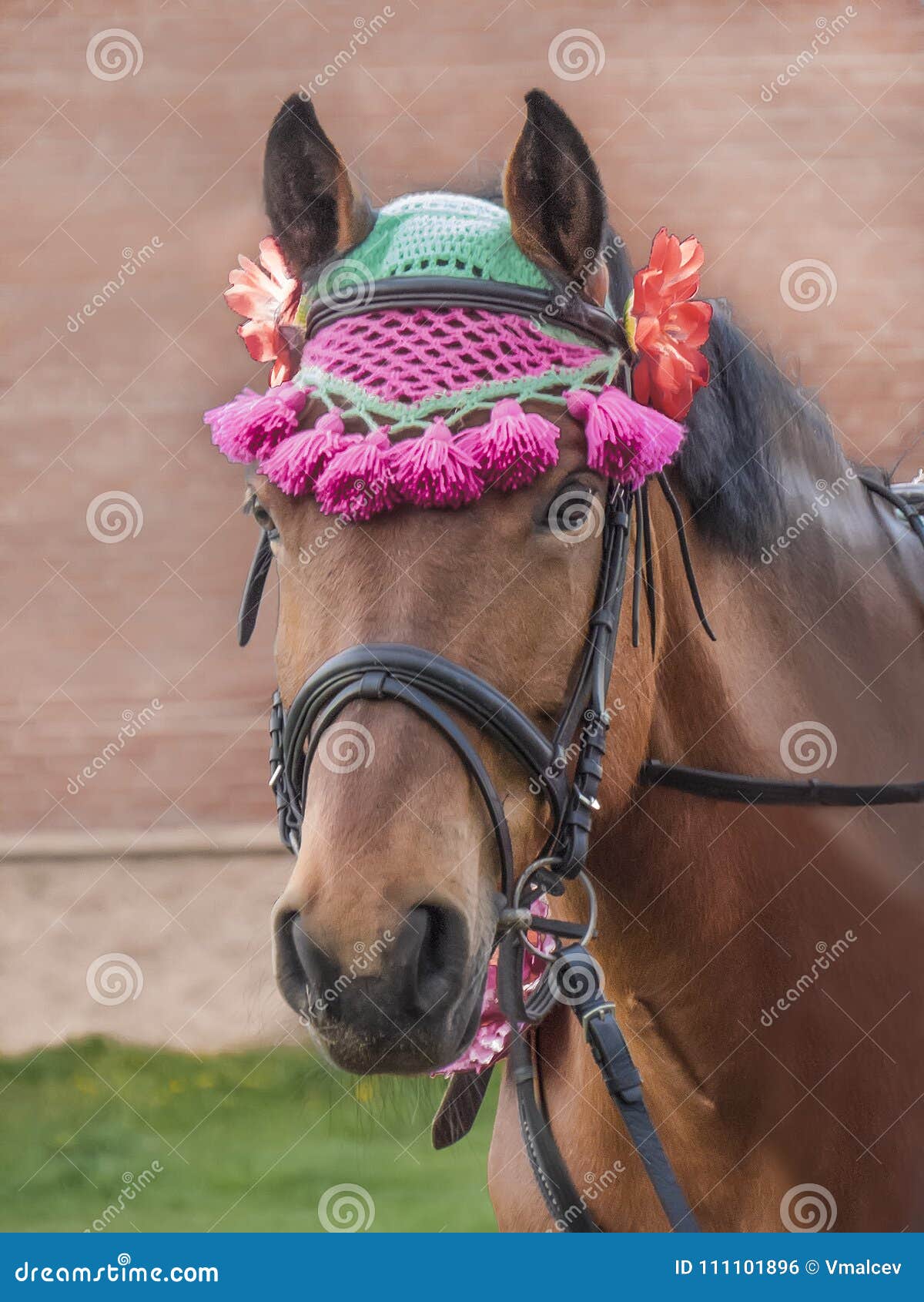 The Muzzle of the Horse is Baycolored. Stock Photo Image of mare