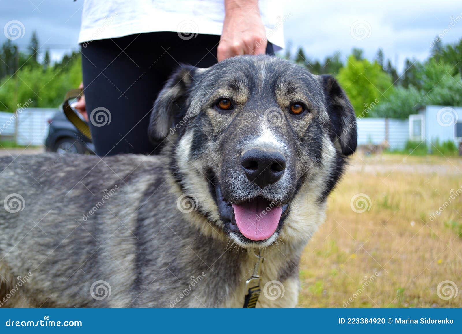 Muzzle of a large gray dog stock photo. Image of lovely 223384920