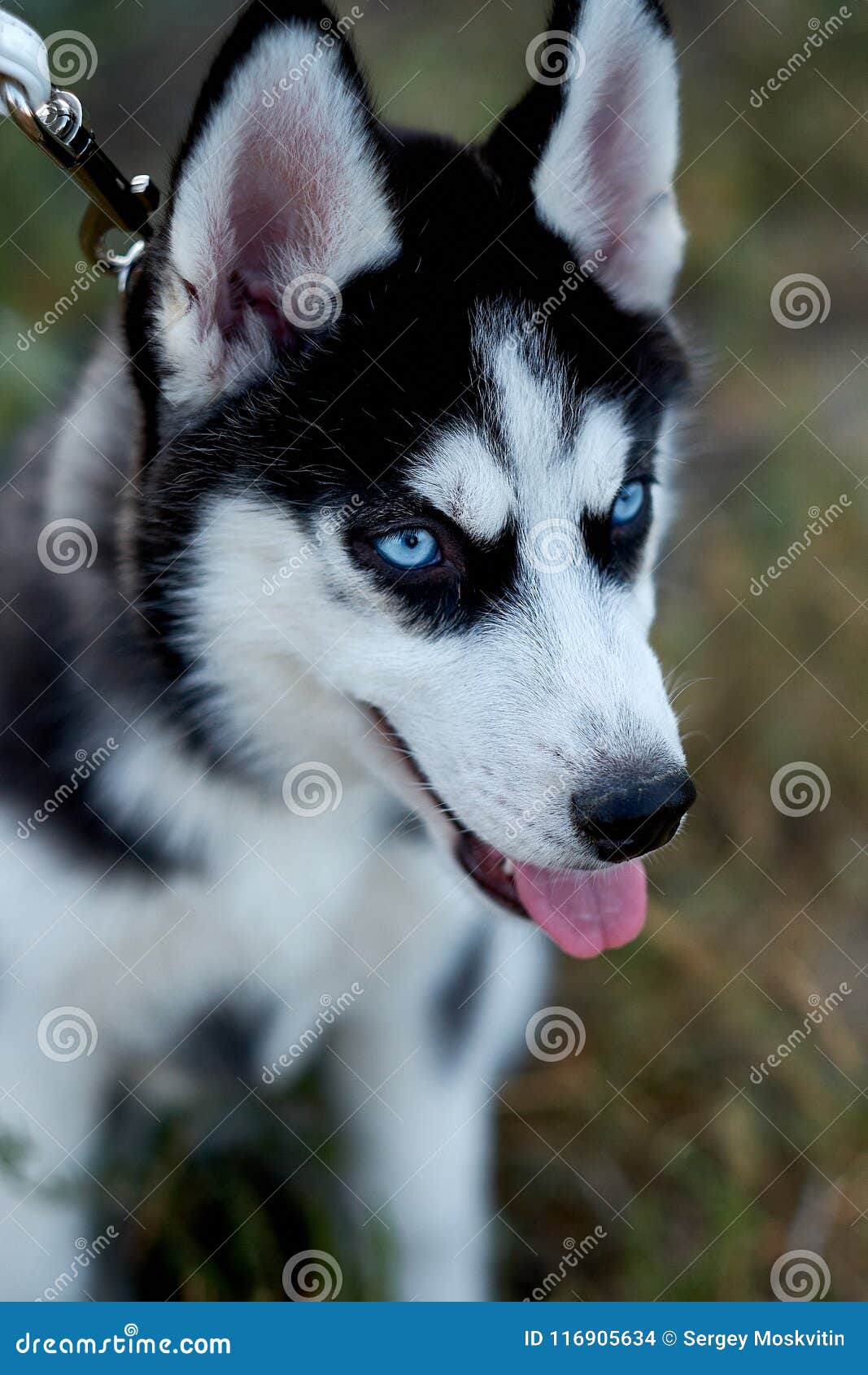 Droll Siberian Husky Black And White With Blue Eyes