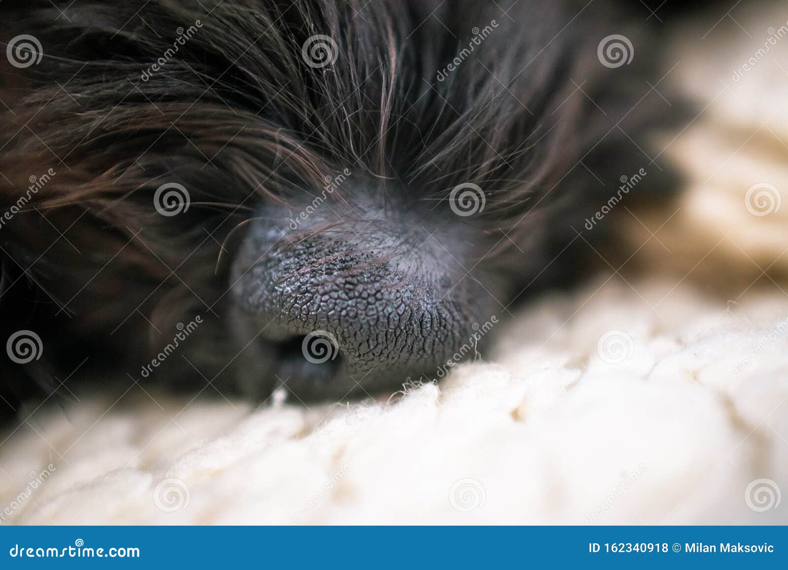 muzzle for toy poodle