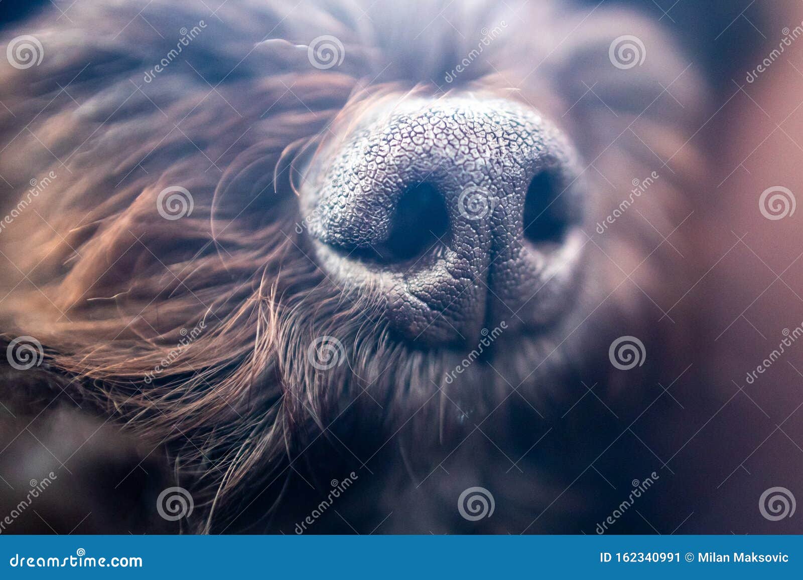 muzzle for toy poodle