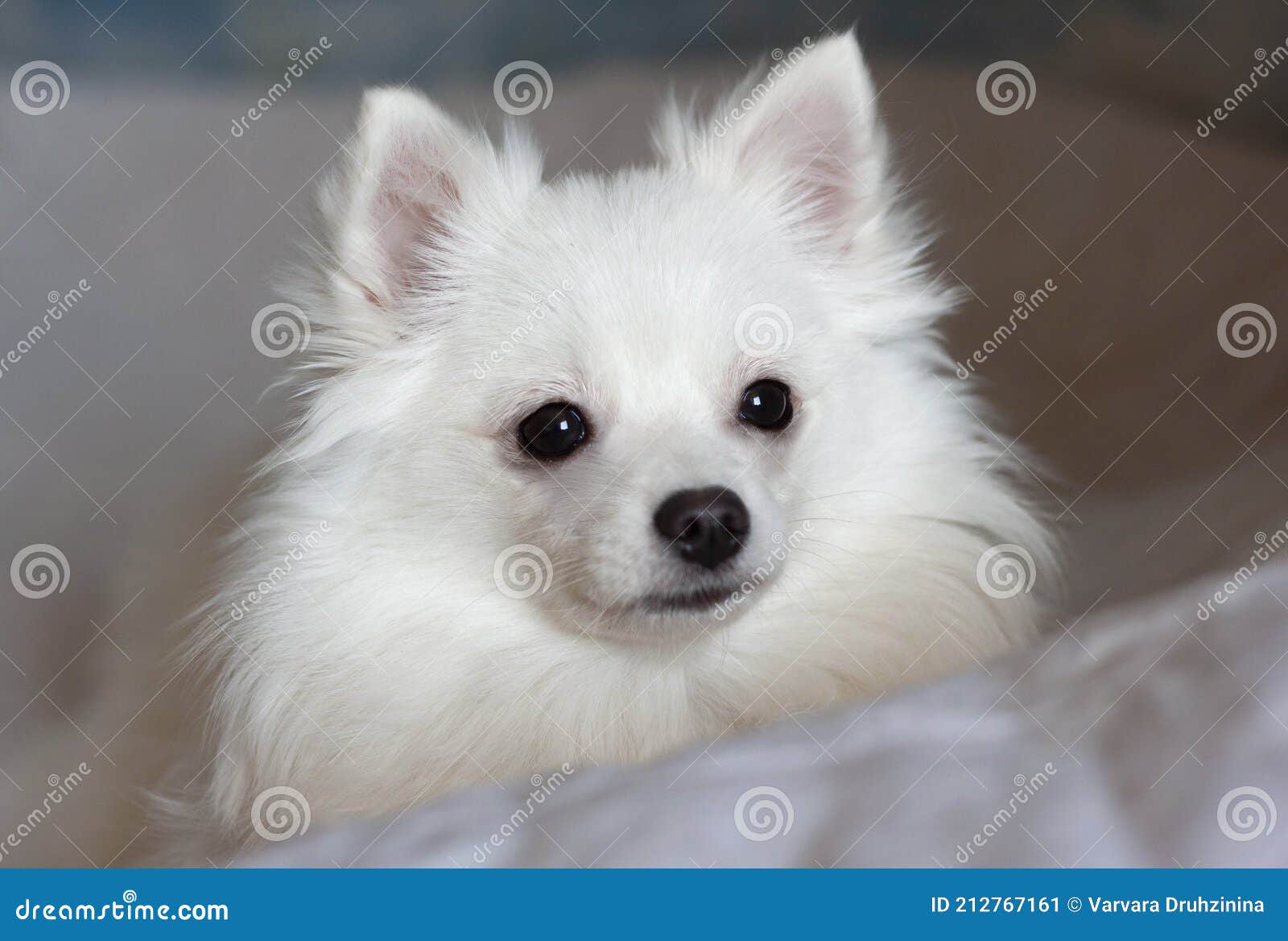 pomeranian muzzle