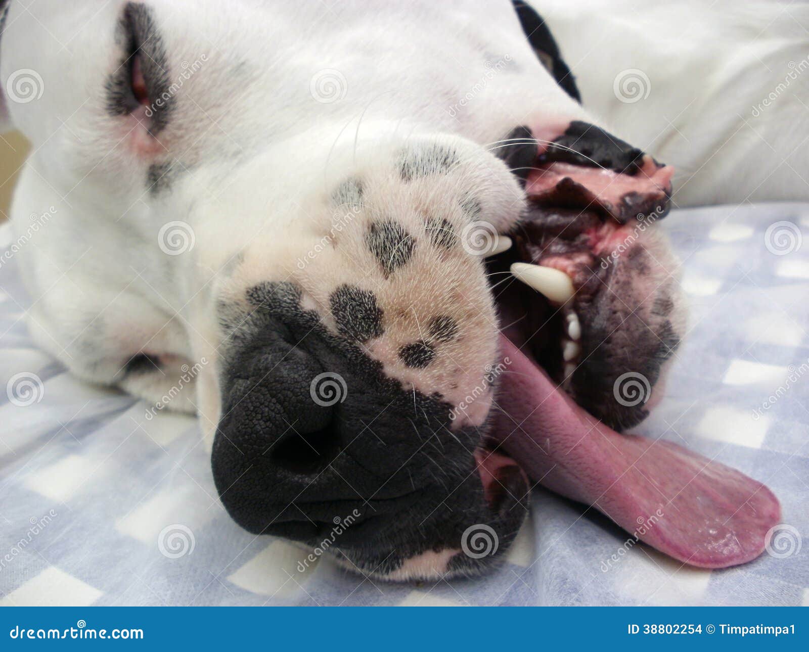 Dogo Argentino Feeding Guide And Schedule From Puppy To Adult