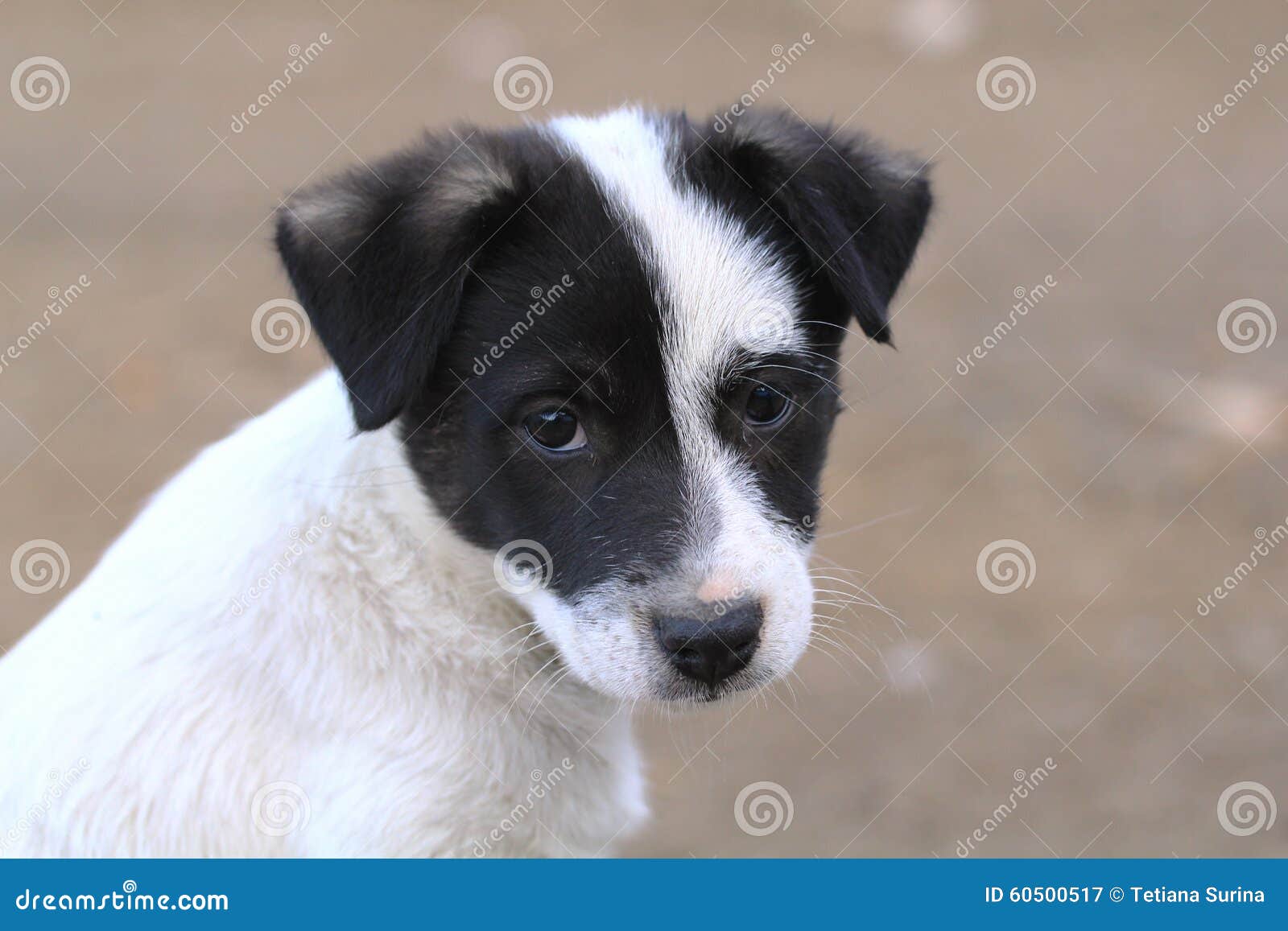 white dog with black ears