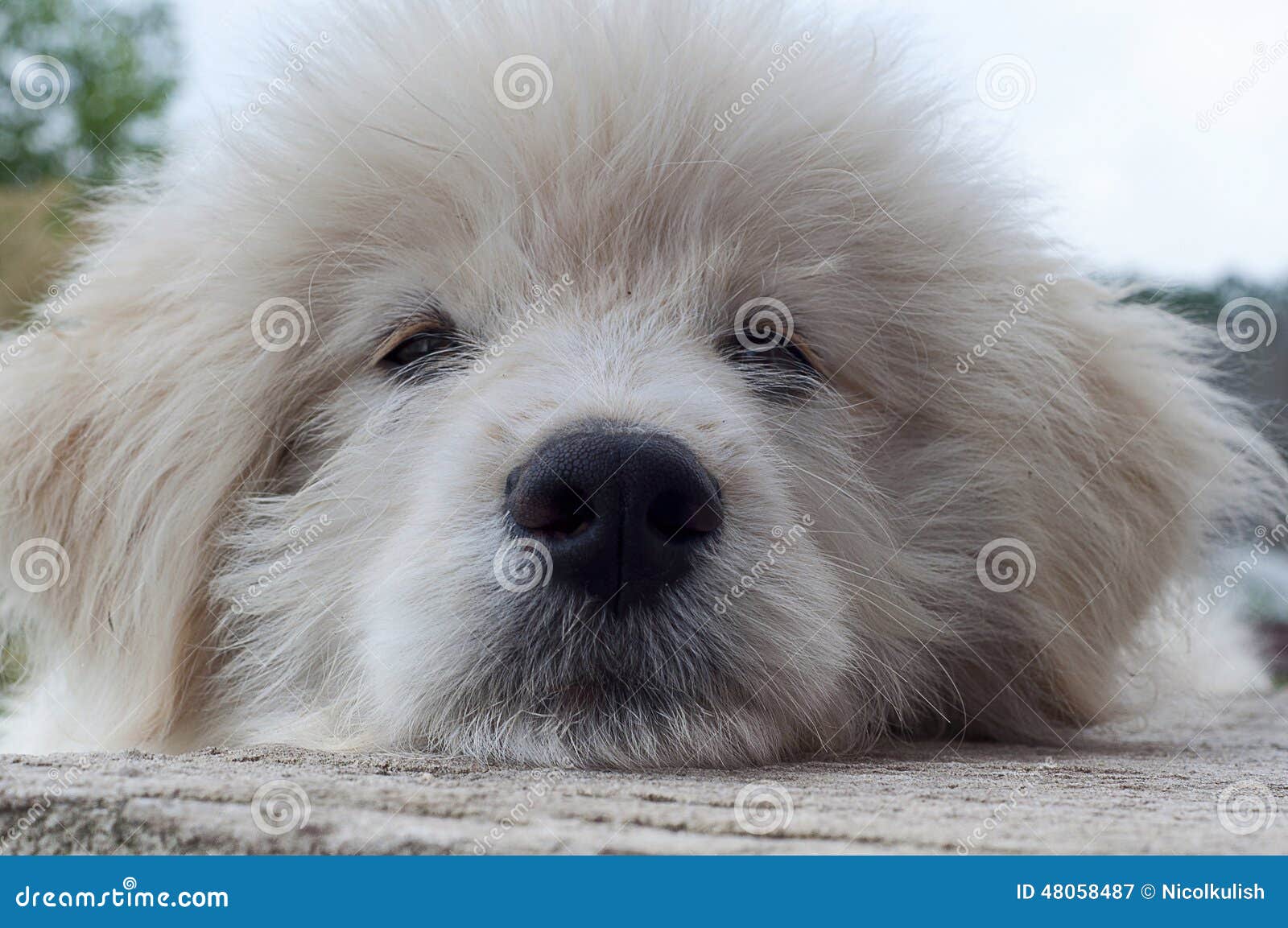 black puppy muzzle turns light black puppy muzzle turns light