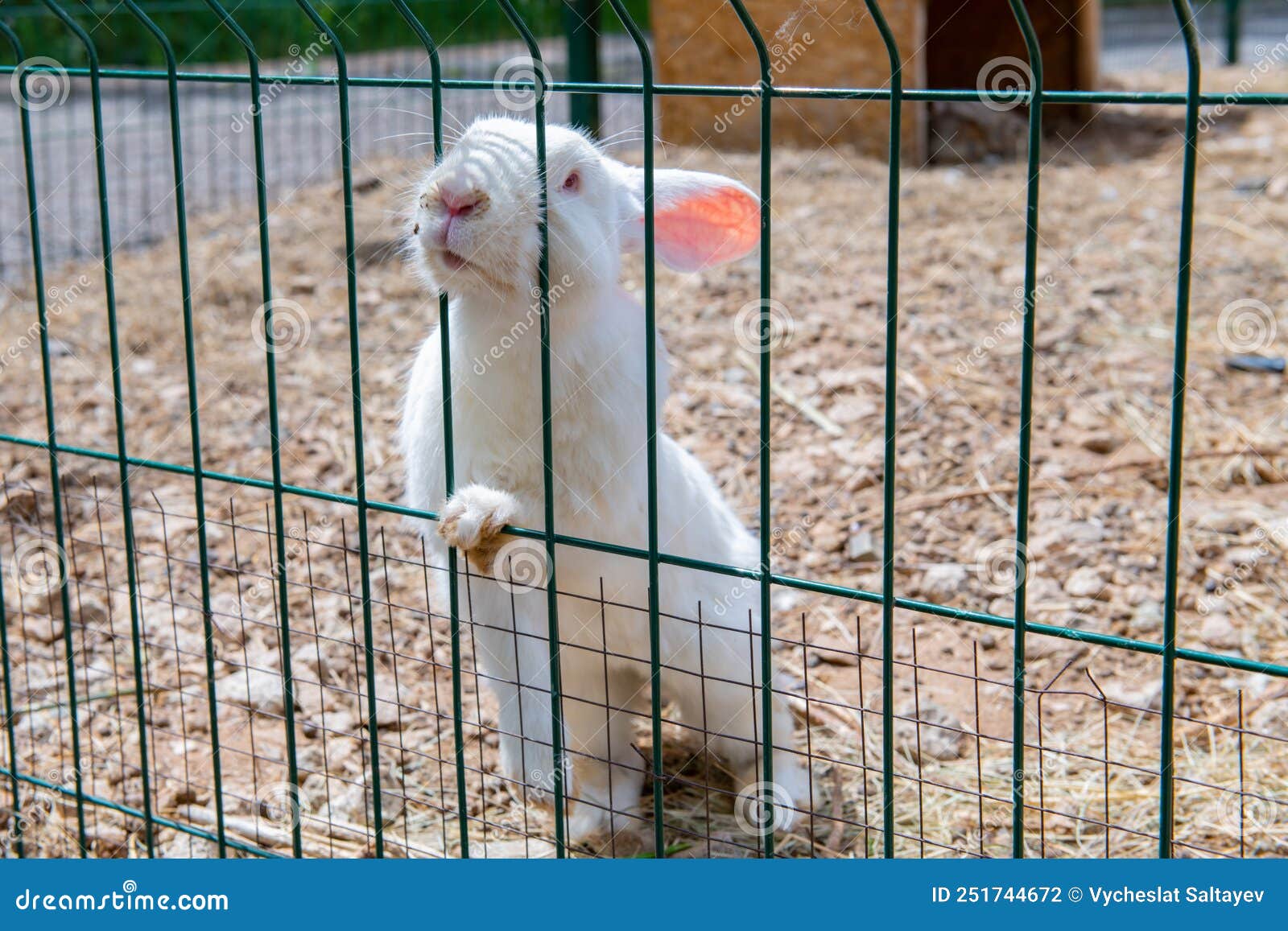 The Muzzle of a White Rabbit Sticks Out between the Bars Stock Photo