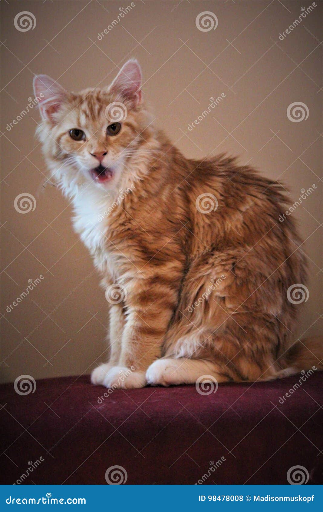 My Baby Maine Coon stock photo. Image of redhead, kitten - 98478008