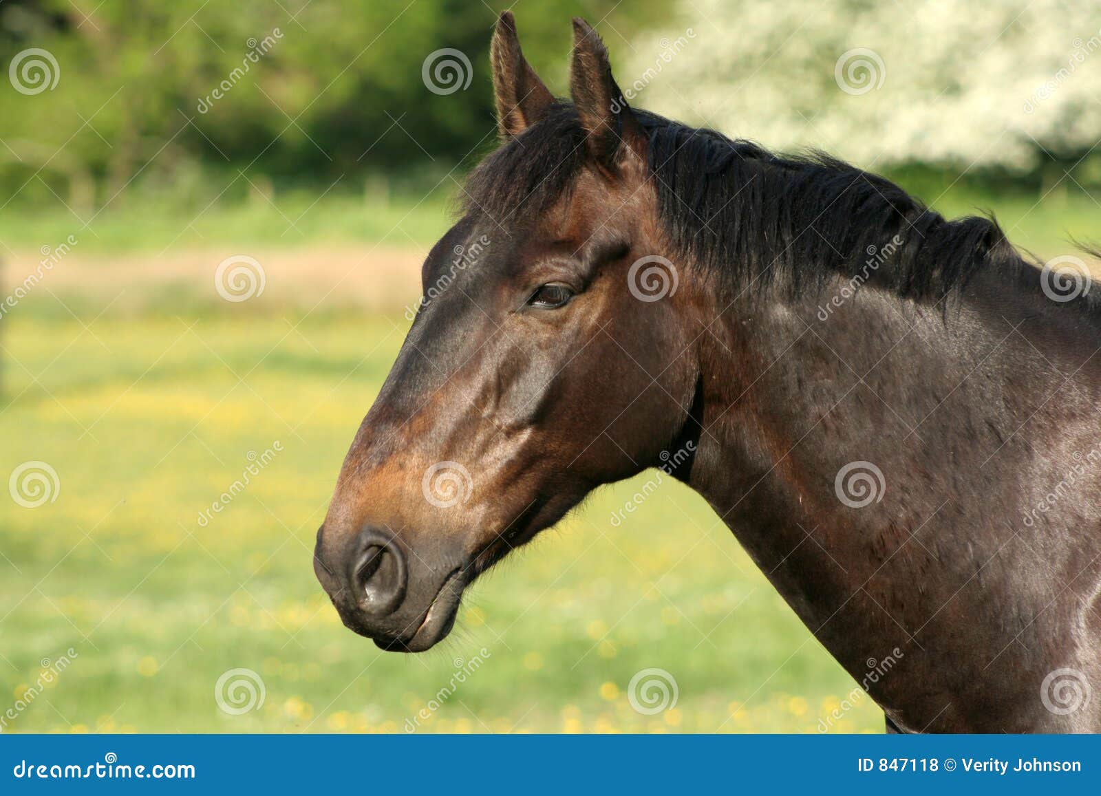 my black beauty