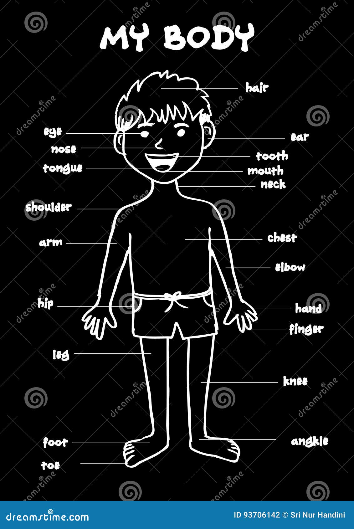 Human Body Chart For Kids