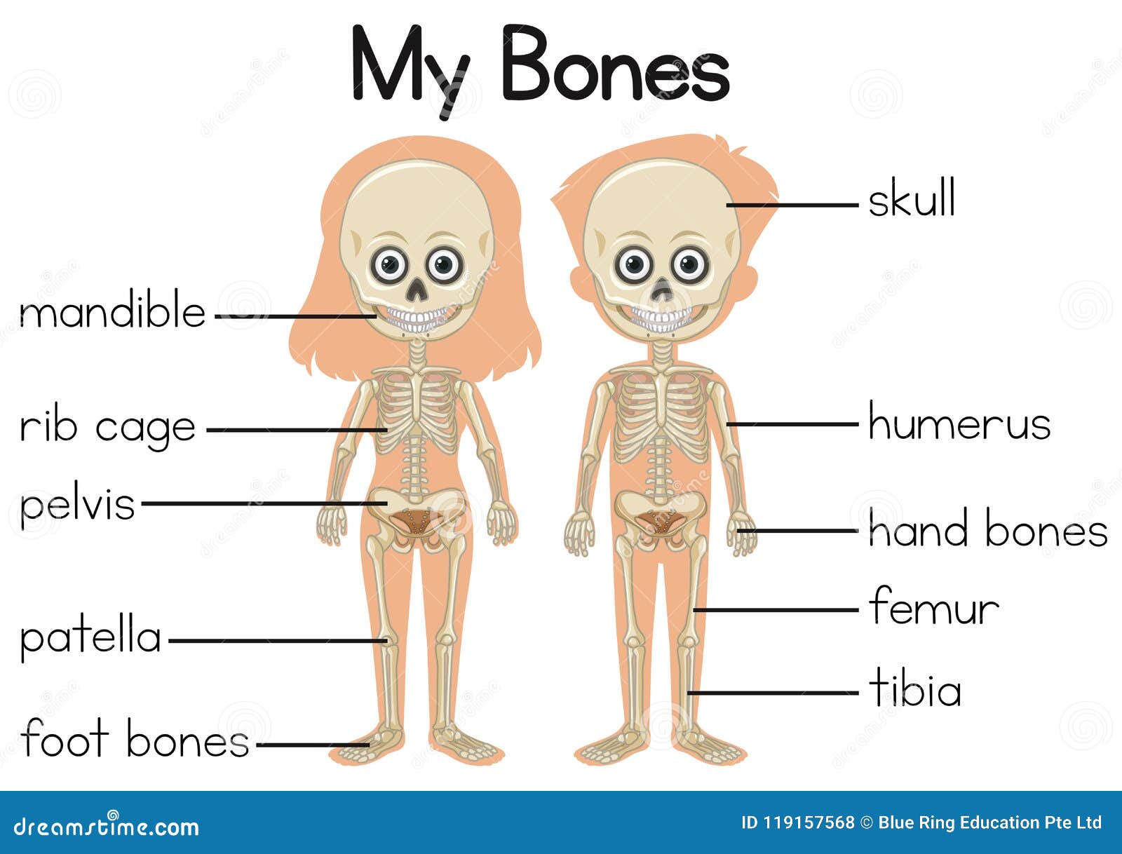 Are bones kid friendly?