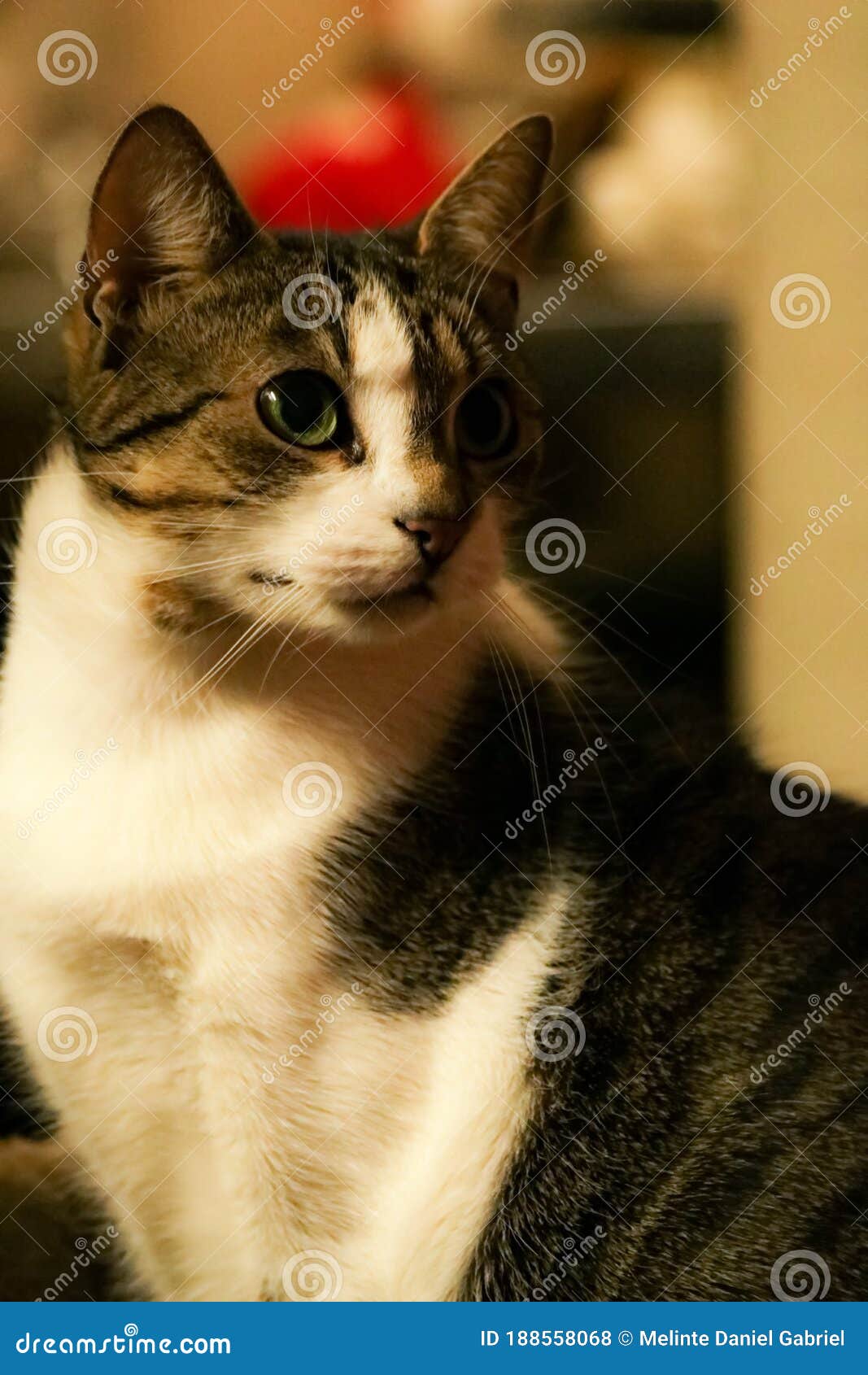 My brown and white cat stock photo. Image of brown, home 188558068