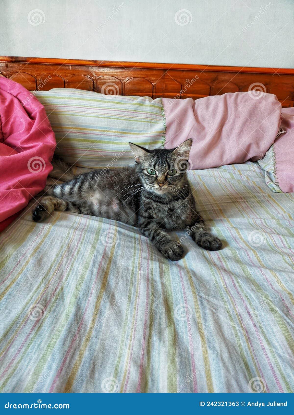 My Cat on My Bed, with His Green Eyes Stock Image Image of mammal