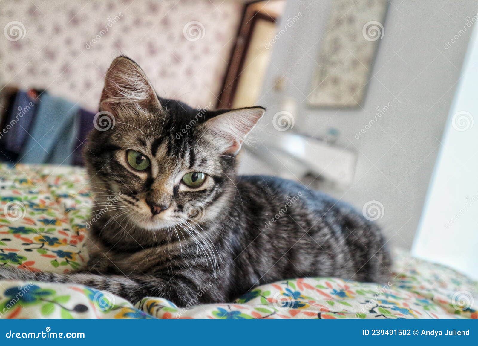 My cat on my bed stock photo. Image of animal, mammal 239491502