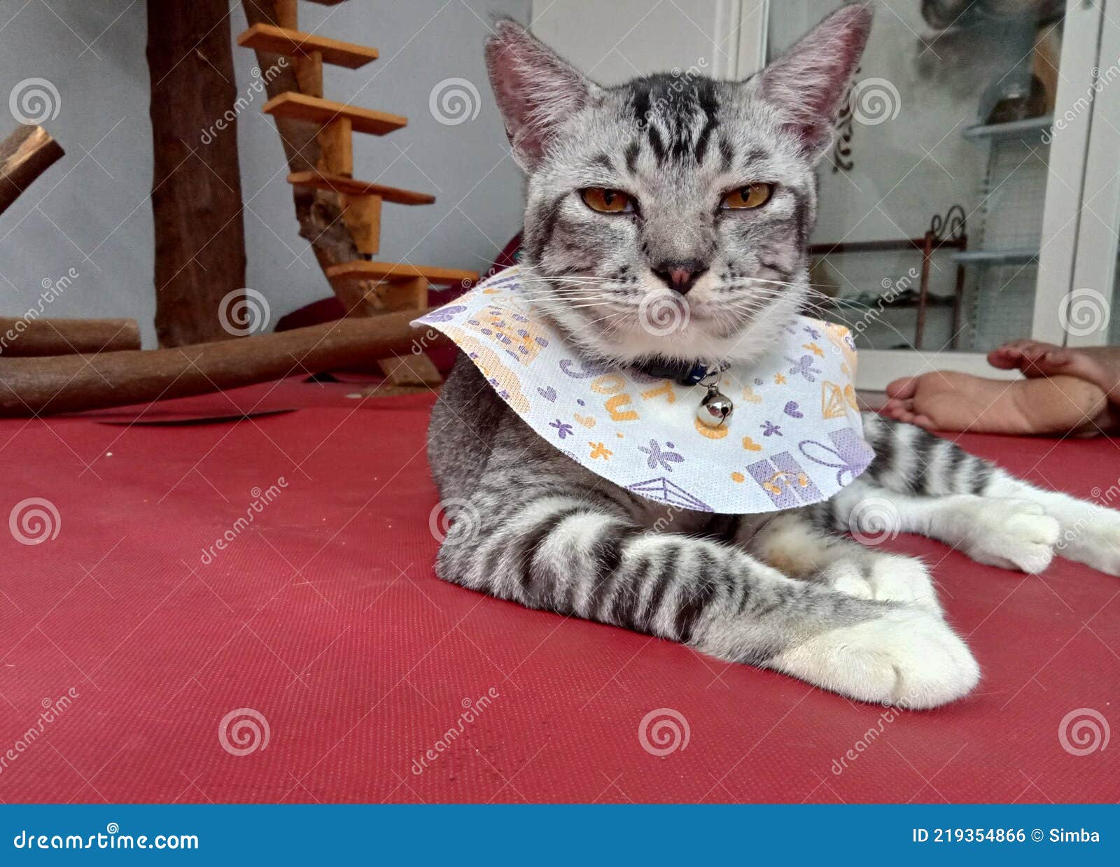 My cat after grooming stock photo. Image of furfriends 219354866