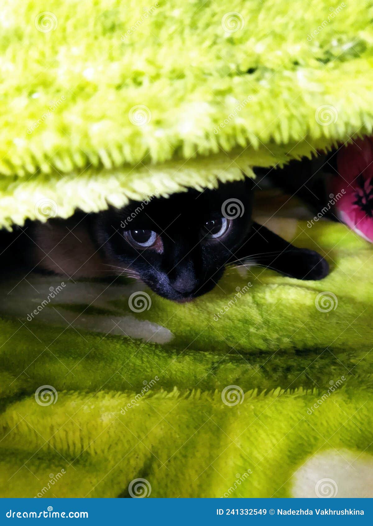 My Image 26