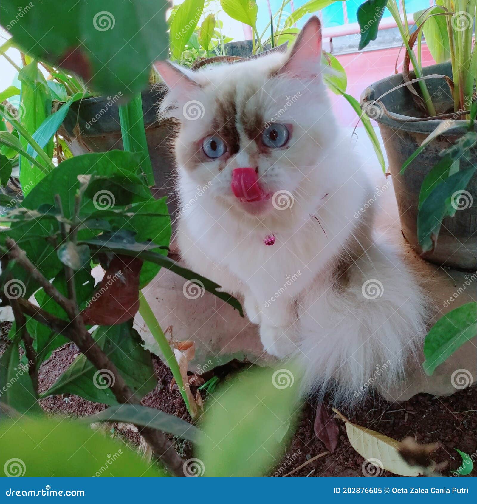 My cat tongue sticking out stock image. Image of green 202876605