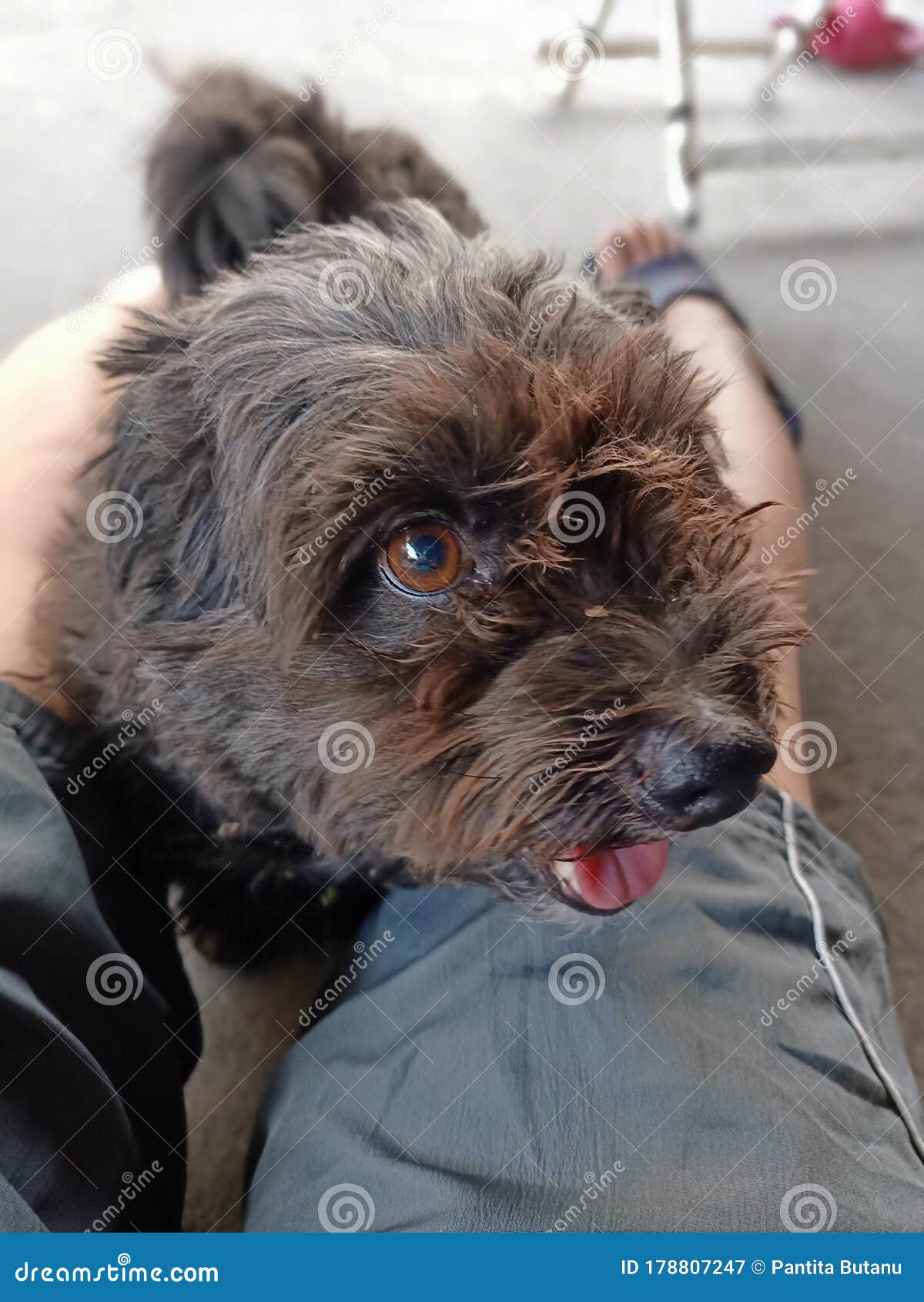 My Cute black dog at home stock image. Image of carnivore 178807247