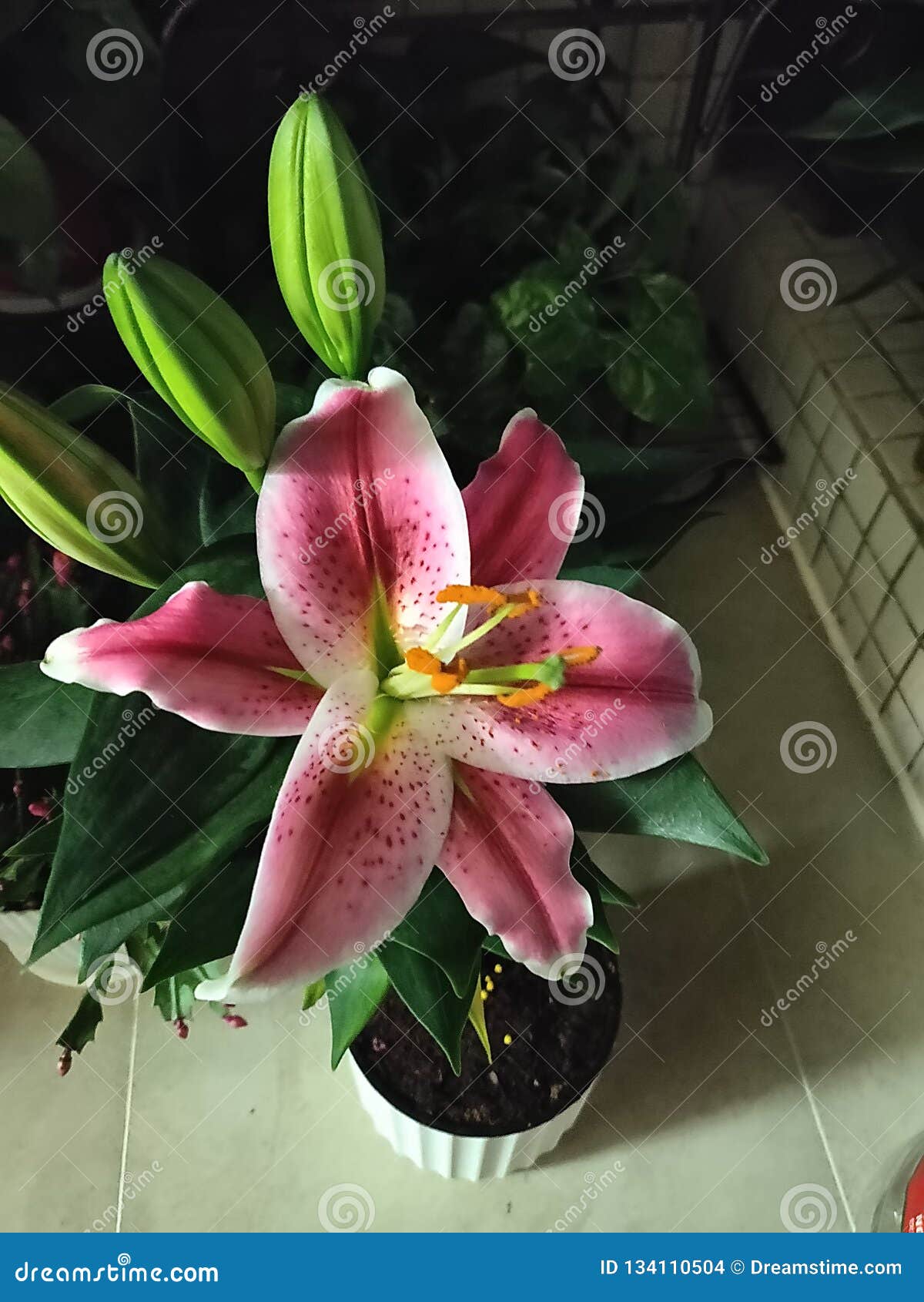 My cute lily flower stock photo. Image of flowers, lily 134110504