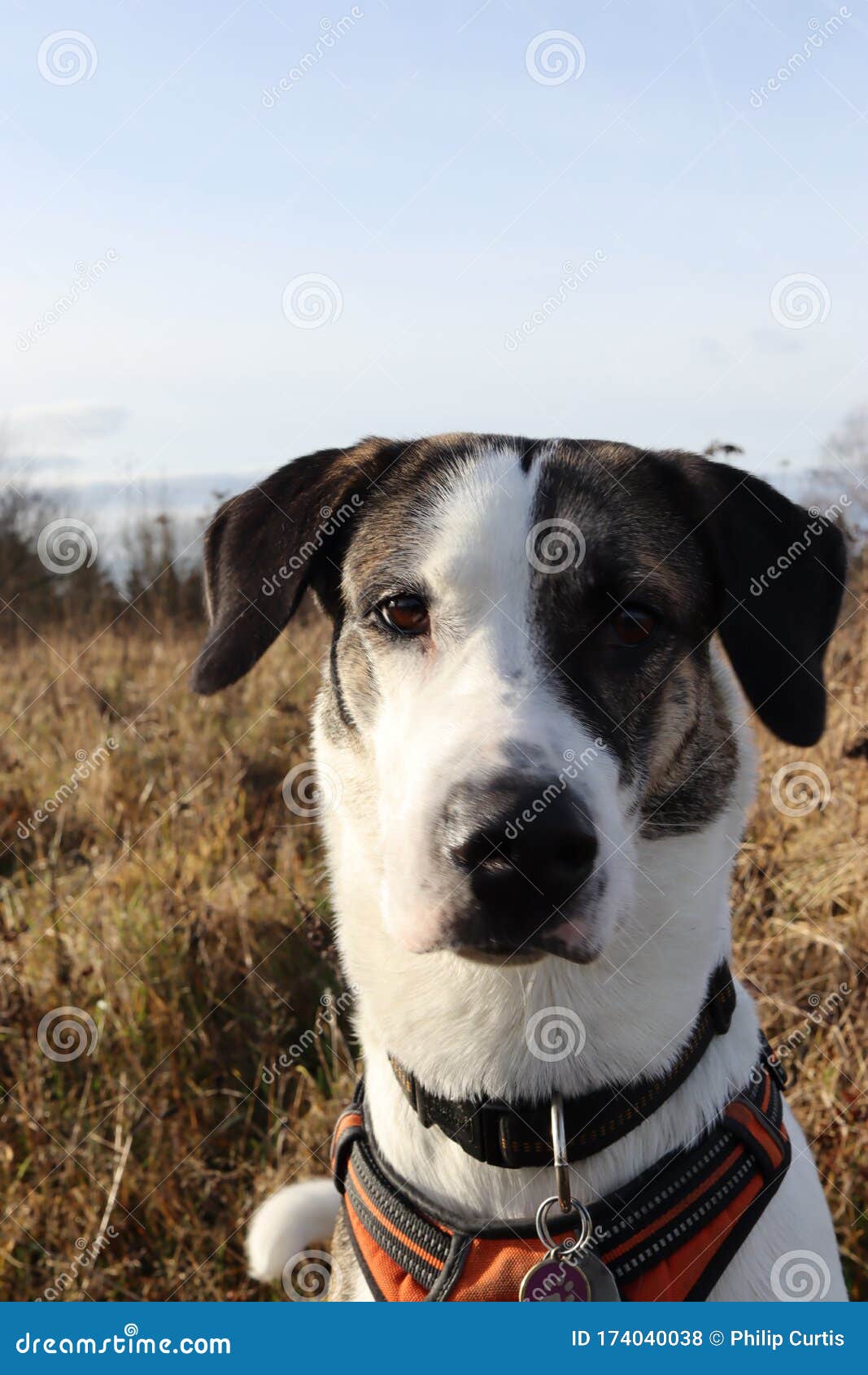 politiker ørn Odds Mix Breed Dog Husky Kangal German Shepard Stock Photo - Image of cute,  contest: 174040038