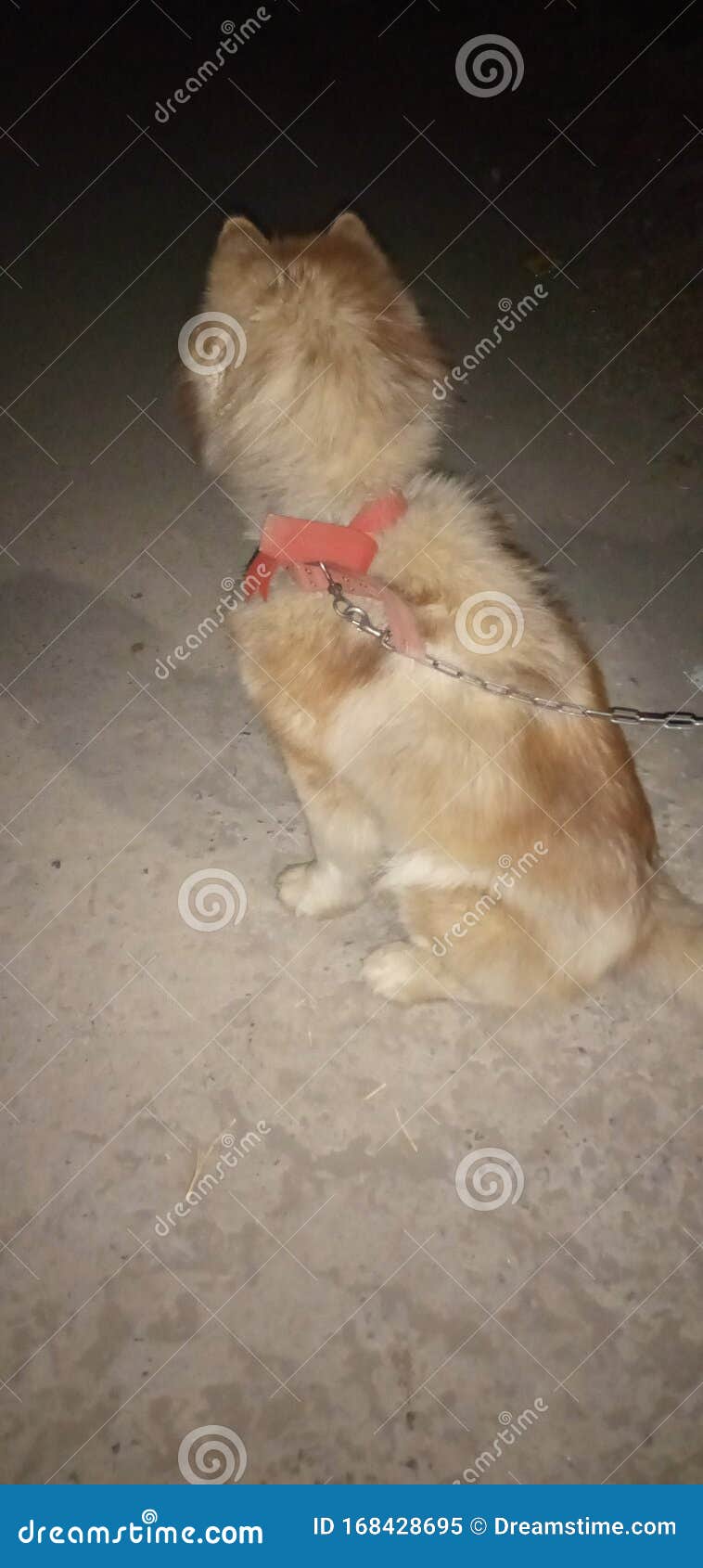 My Dog Night Time Waking on the Road Stock Image Image of time