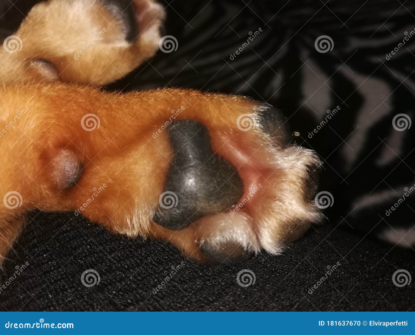My Dog S Paws while he Sleep Stock Photo Image of brown, skin 181637670