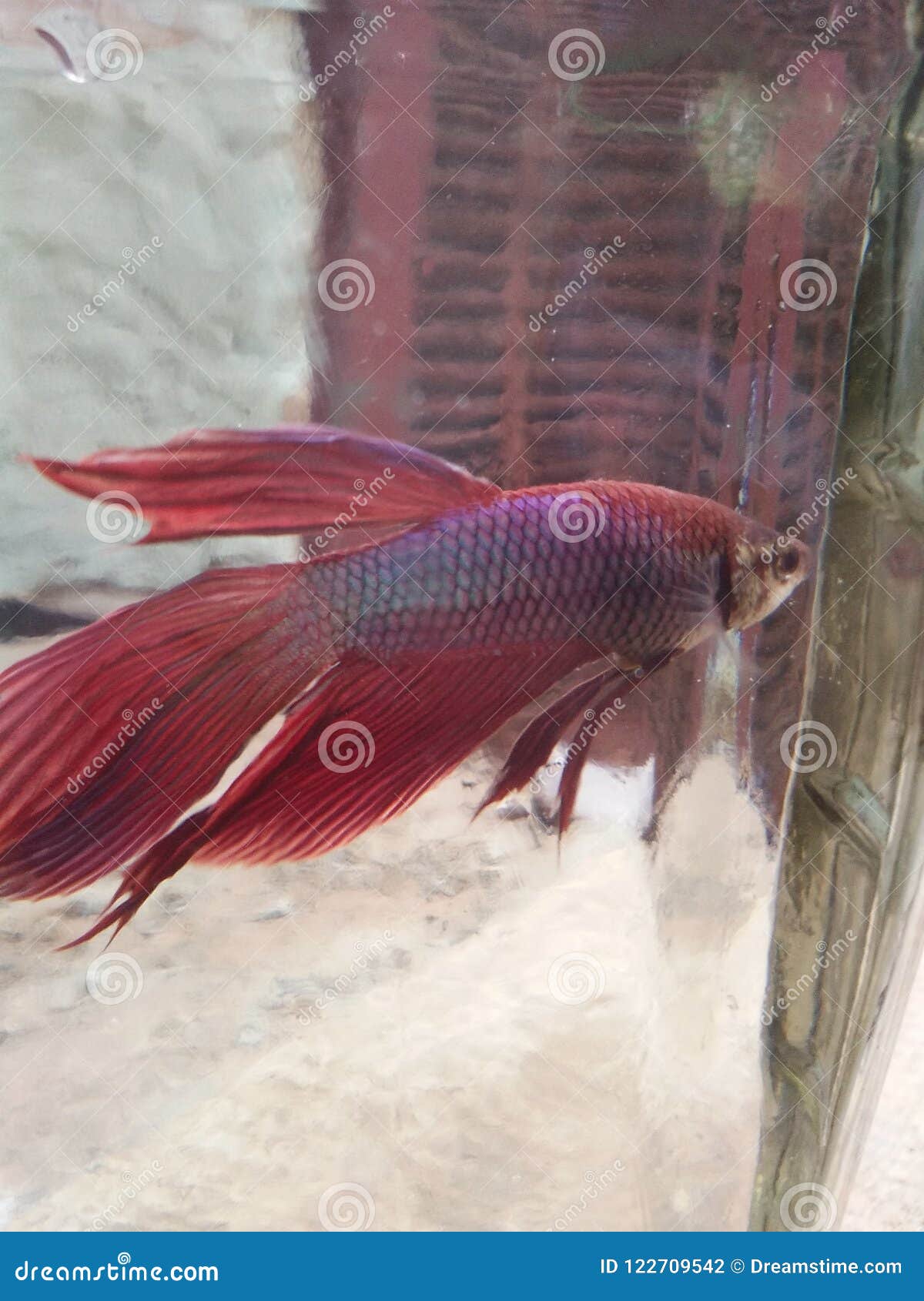 first betta fish