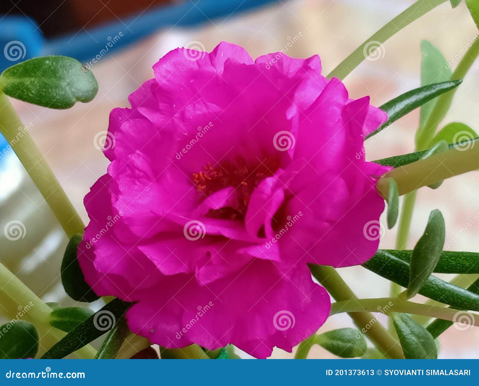 My Flower so beautiful stock image. Image of flower 201373613
